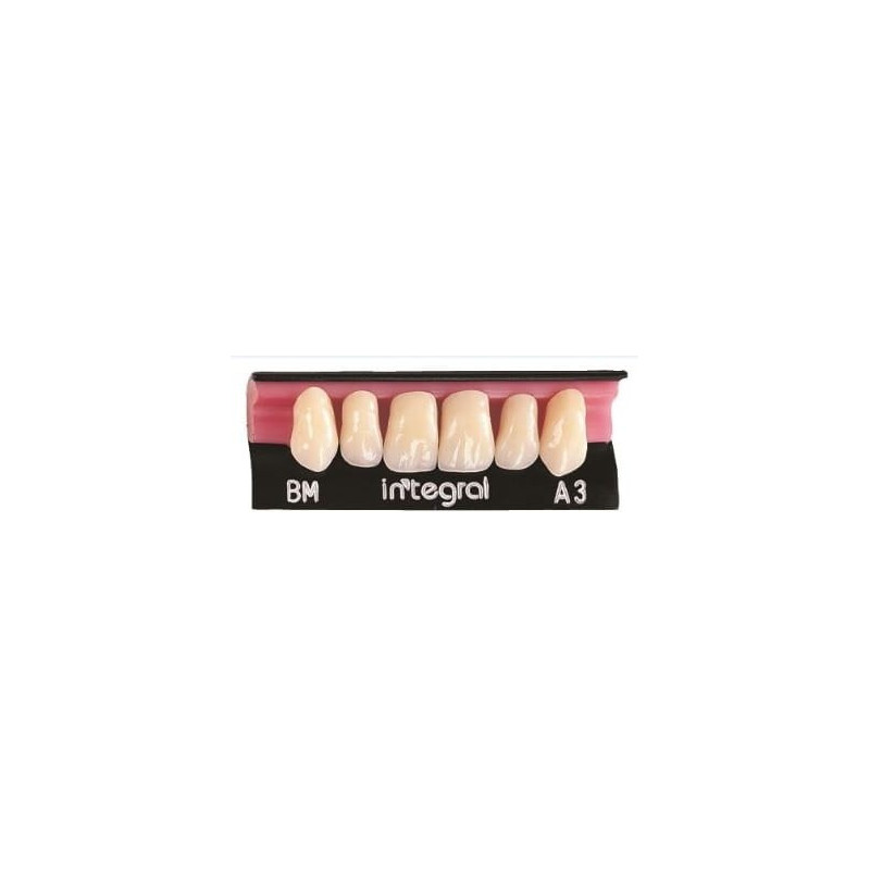Integral Merz Dental zęby przednie górne – 3-warstwowe zęby akrylowe pełnoanatomiczne do protez premium