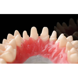 2SHERAprint-gingiva 500g